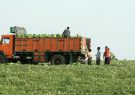 بازار کردستان اشباع از هندوانه‌های چابهار
