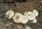 مسمومیت ۱۰ نفر بر اثر مصرف قارچ سمی در کوردستان